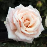 Trandafiri hibrizi Tea - trandafir cu parfum discret - comanda trandafiri online - Rosa Diamond Jubilee - galben
