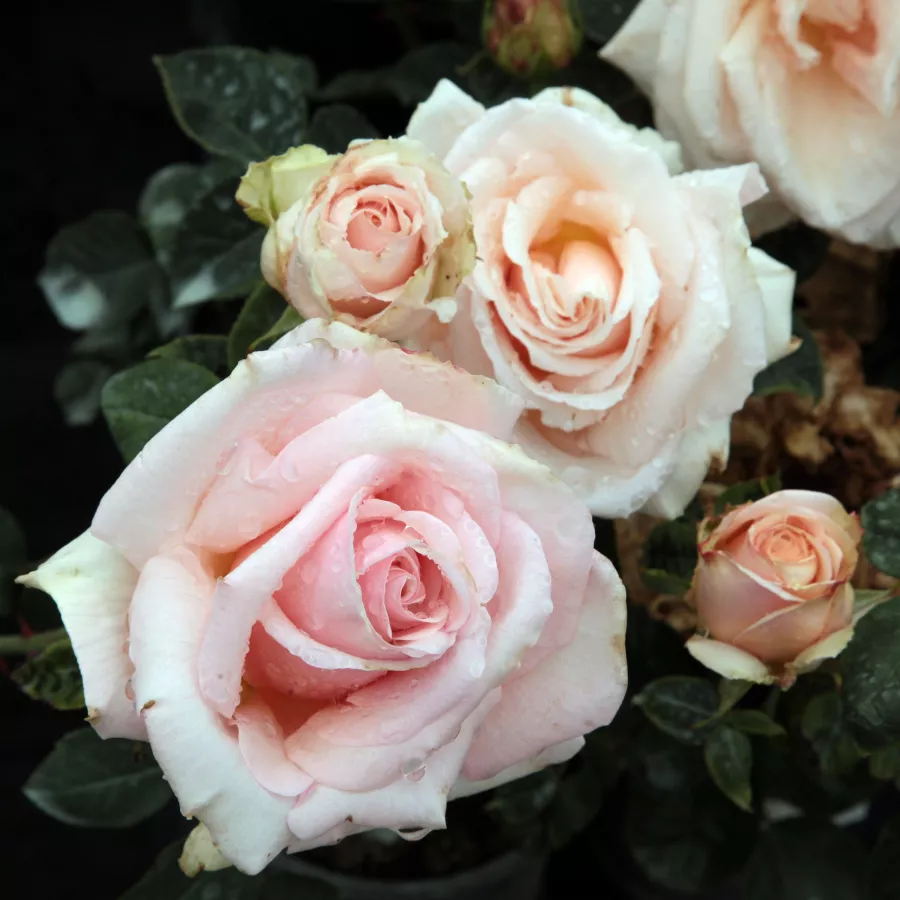 Rose Ibridi di Tea - Rosa - Diamond Jubilee - produzione e vendita on line di rose da giardino