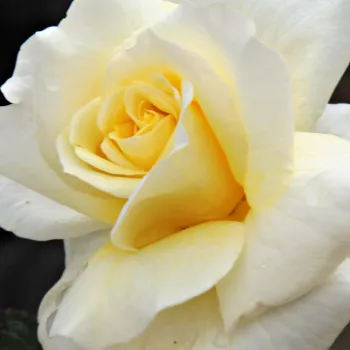 Rózsák webáruháza. - sárga - virágágyi floribunda rózsa - Tandinadi - közepesen illatos rózsa - grapefruit aromájú - (50-90 cm)