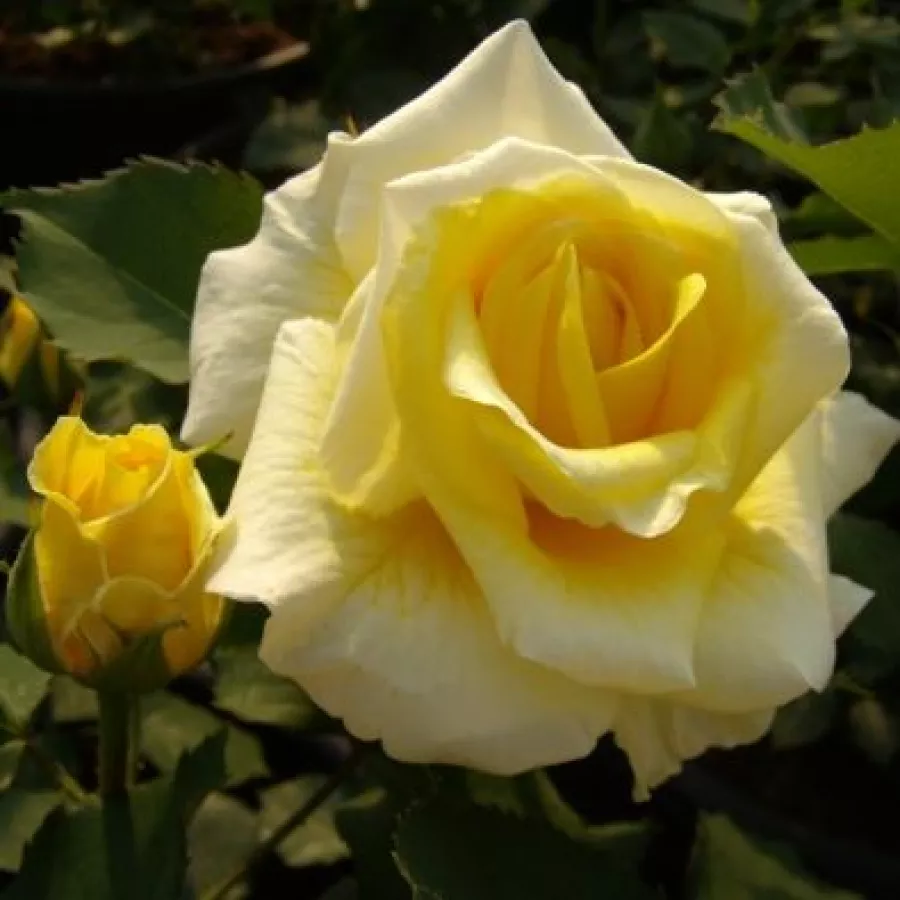 żółty - Róża - Tandinadi - Szkółka Róż Rozaria