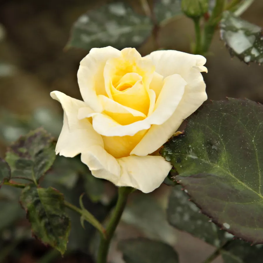 Rosa de fragancia moderadamente intensa - Rosa - Tandinadi - Comprar rosales online
