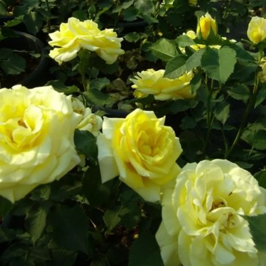 TANdinadi - Rosa - Tandinadi - Produzione e vendita on line di rose da giardino