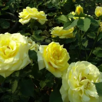 Średniożółty - róże rabatowe grandiflora - floribunda   (50-90 cm)