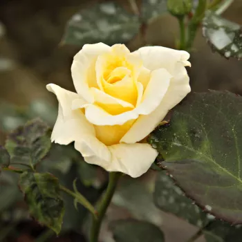 Rosa Tandinadi - amarillo - Árbol de Rosas Floribunda - rosal de pie alto- forma de corona tupida