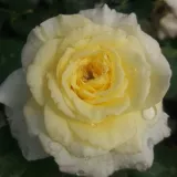 Záhonová ruža - floribunda - stredne intenzívna vôňa ruží - aróma grapefruitu - žltá - Rosa Tandinadi
