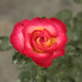 Sárga - vörös - virágágyi grandiflora - floribunda rózsa - Online rózsa vásárlás - Rosa Dick Clark™ - intenzív illatú rózsa - citrom aromájú