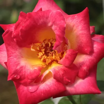 Online rózsa kertészet - sárga - vörös - virágágyi grandiflora - floribunda rózsa - Dick Clark™ - intenzív illatú rózsa - citrom aromájú - (90-100 cm)