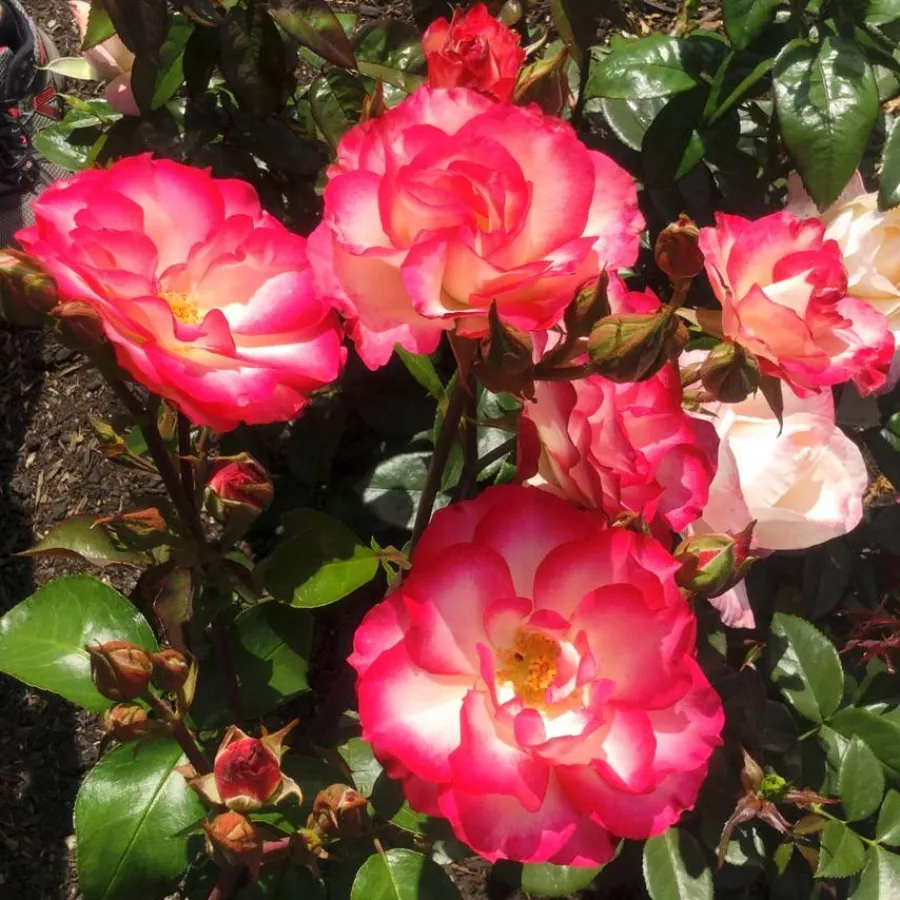 Rumena - rdeča - Roza - Dick Clark™ - Na spletni nakup vrtnice