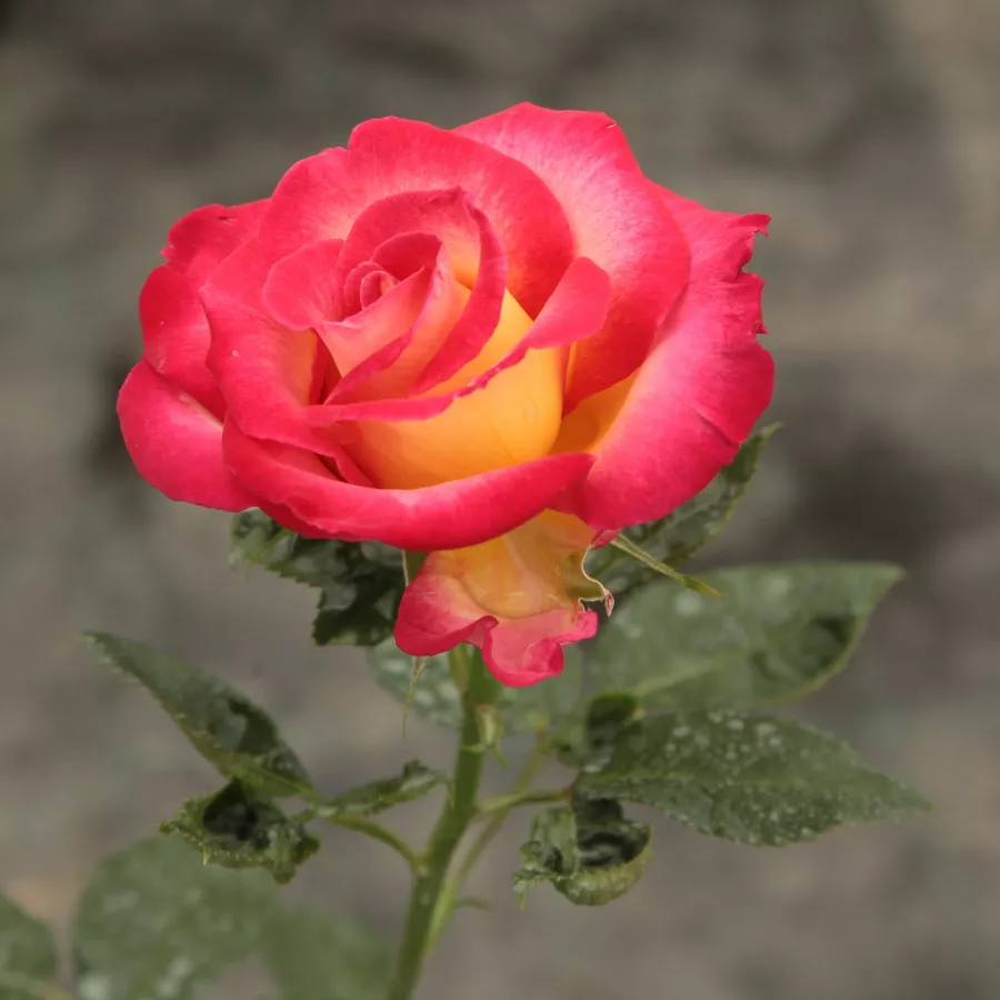 Róża z intensywnym zapachem - Róża - Dick Clark™ - Szkółka Róż Rozaria