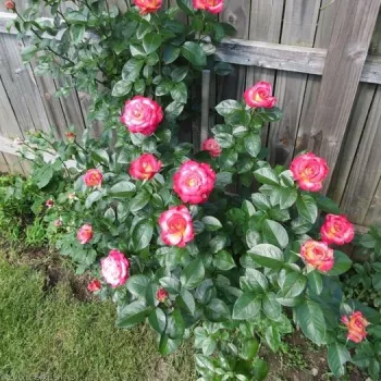 Kremowo-żółty z czerwonym obrzeżem - róża pienna - Róże pienne - z kwiatami hybrydowo herbacianymi