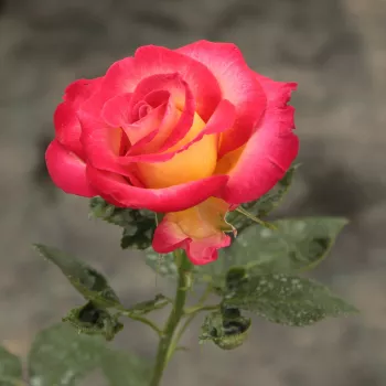 Rosa Dick Clark™ - jaune - rouge - Fleurs hybrid de thé - rosier à haute tige - buissonnant