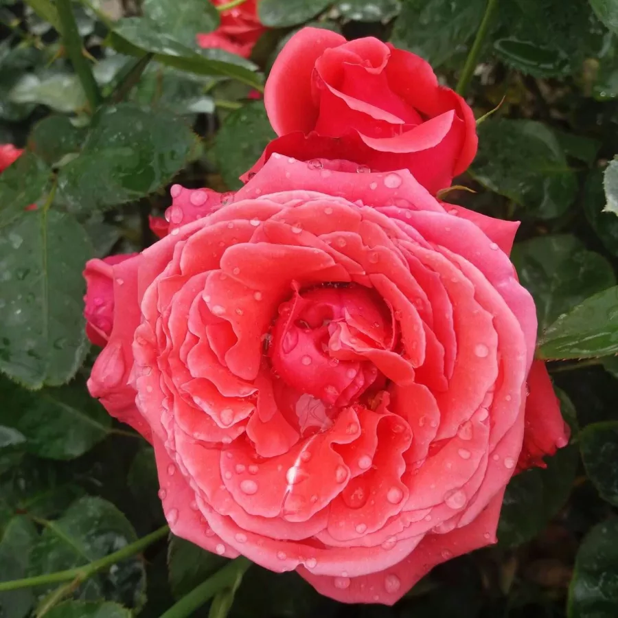Vörös - Rózsa - Allégresse™ - Online rózsa rendelés
