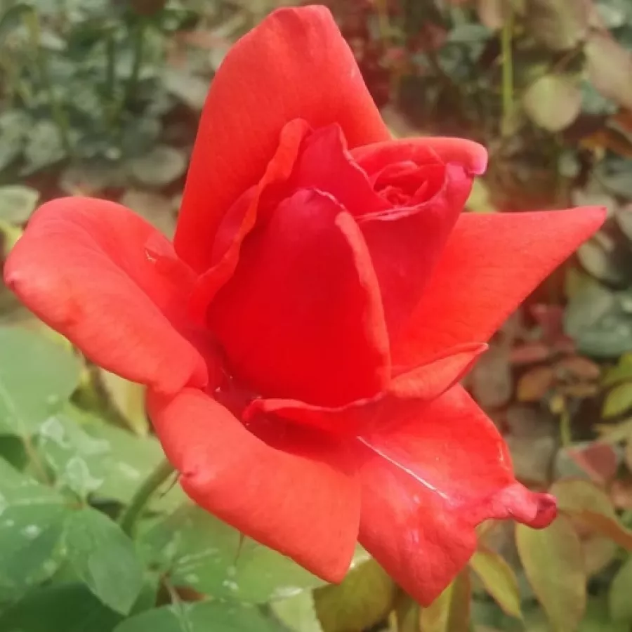 Rosa non profumata - Rosa - Allégresse™ - Produzione e vendita on line di rose da giardino