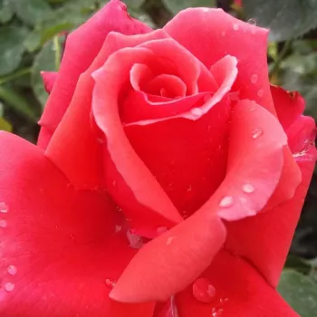 Róże ogrodowe - róża wielkokwiatowa - Hybrid Tea - czerwony - róża bez zapachu - Allégresse™ - (50-150 cm)