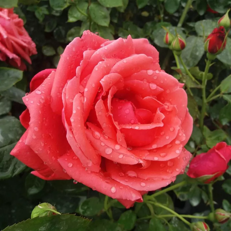 Bordová - Růže - Allégresse™ - 