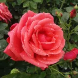 červený - stromčekové ruže - Rosa Allégresse™ - bez vône