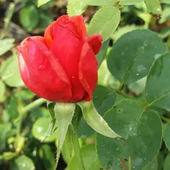 Rosa Allégresse™ - roșu - Trandafir copac cu trunchi înalt - cu flori teahibrid - coroană dreaptă