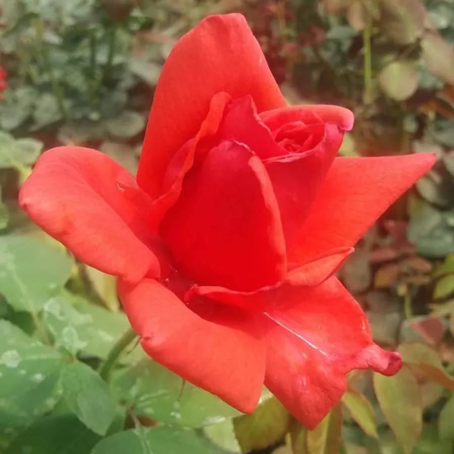 120-150 cm - Růže - Allégresse™ - 
