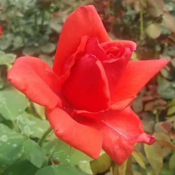 Czerwony, po otwarciu pęku blednieje - róża pienna - Róże pienne - z kwiatami hybrydowo herbacianymi