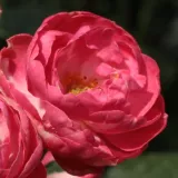 Rózsaszín - virágágyi polianta rózsa - Online rózsa vásárlás - Rosa Dick Koster™ - diszkrét illatú rózsa - pézsma aromájú