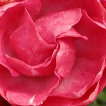 Rózsa rendelés online - rózsaszín - virágágyi polianta rózsa - Dick Koster™ - diszkrét illatú rózsa - pézsma aromájú - (30-70 cm)