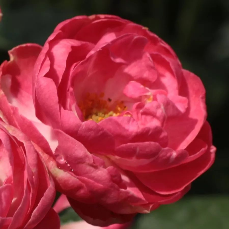 Záhonová ruža - polyanta - Ruža - Dick Koster™ - Ruže - online - koupit