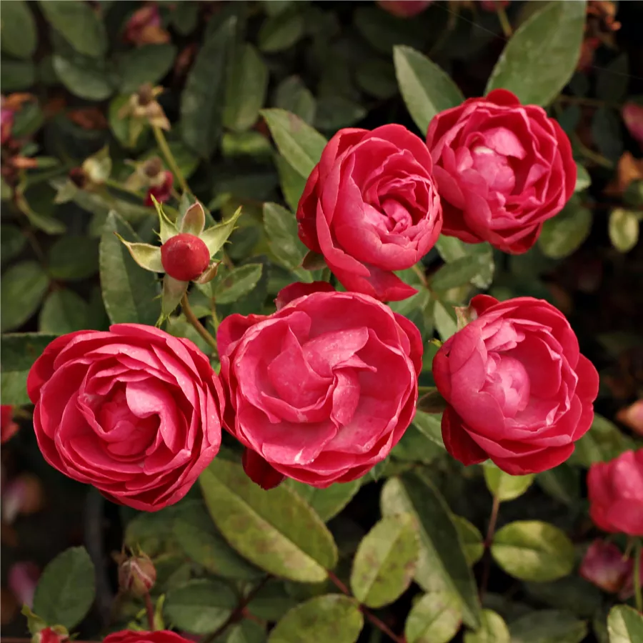 Różowy - Róża - Dick Koster™ - Szkółka Róż Rozaria