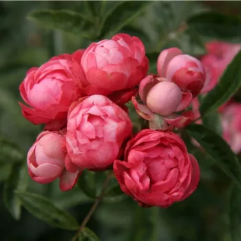 Sötétrózsaszín - apróvirágú - magastörzsű rózsafa - diszkrét illatú rózsa - pézsma aromájú