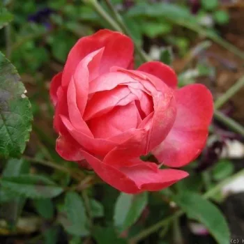 Rosa Dick Koster™ - roz - trandafir pentru straturi Polyantha