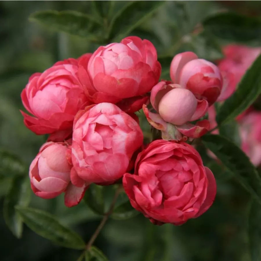 Rosiers polyantha - Rosier - Dick Koster™ - rosier en ligne pépinières