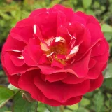 Vörös - sárga - virágágyi floribunda rózsa - Online rózsa vásárlás - Rosa Die Sehenswerte ® - nem illatos rózsa