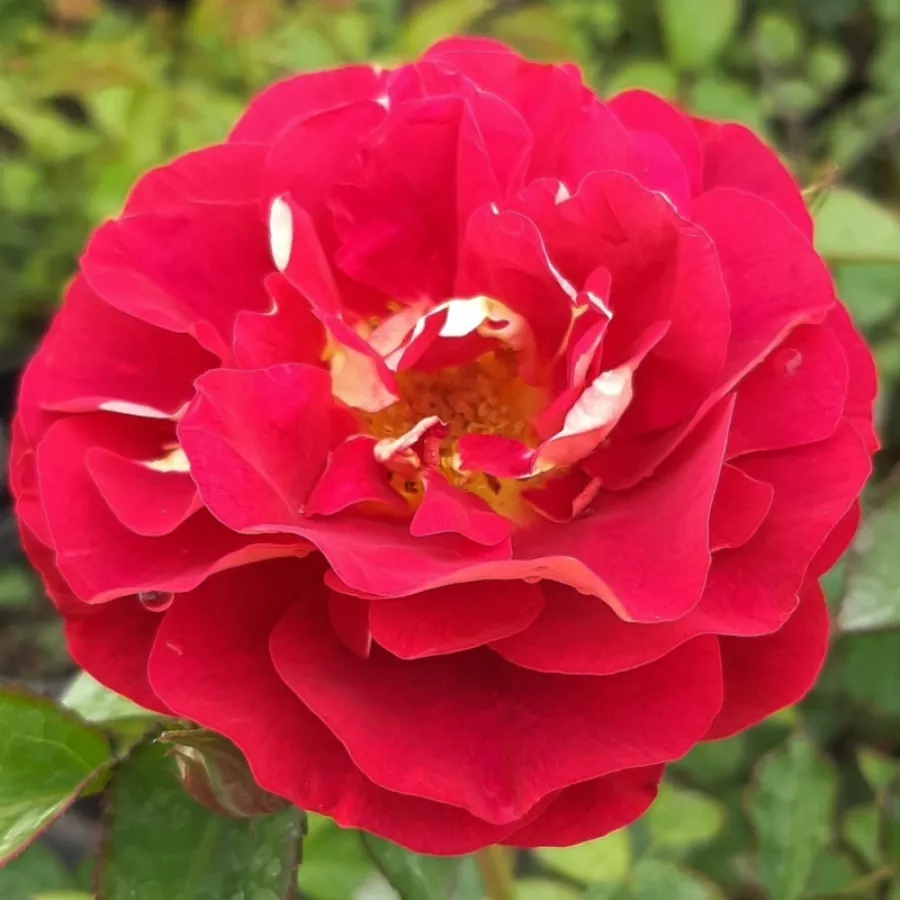 Róże rabatowe grandiflora - floribunda - Róża - Die Sehenswerte ® - Szkółka Róż Rozaria