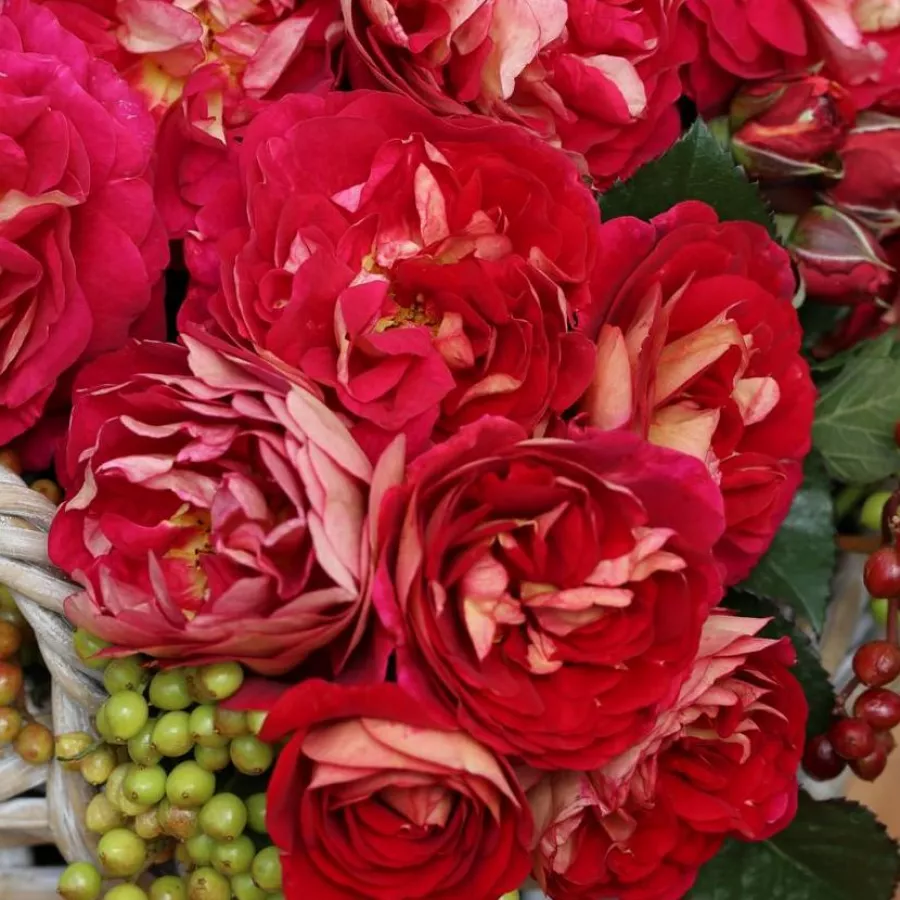 Vörös - sárga - Rózsa - Die Sehenswerte ® - Online rózsa rendelés