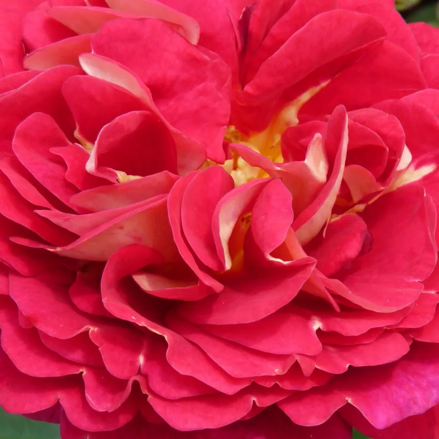 Floribunda - Ruža - Die Sehenswerte ® - Narudžba ruža