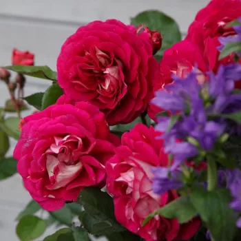 Rosso - giallo - Rose per aiuole (Polyanthe – Floribunde) - Rosa ad alberello0