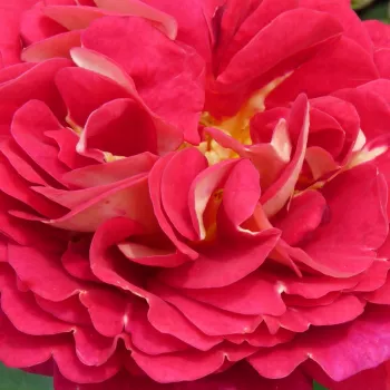 Rosa Die Sehenswerte ® - rosa sin fragancia - Árbol de Rosas Floribunda - rosal de pie alto - rojo - amarillo - W. Kordes & Sons- forma de corona tupida - Rosal de árbol con multitud de flores que se abren en grupos no muy densos.
