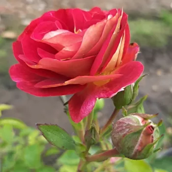 Rosa Die Sehenswerte ® - rood -geel - floribunda roos