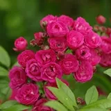 Rózsaszín - parkrózsa - Online rózsa vásárlás - Rosa Dinky® - diszkrét illatú rózsa - citrom aromájú