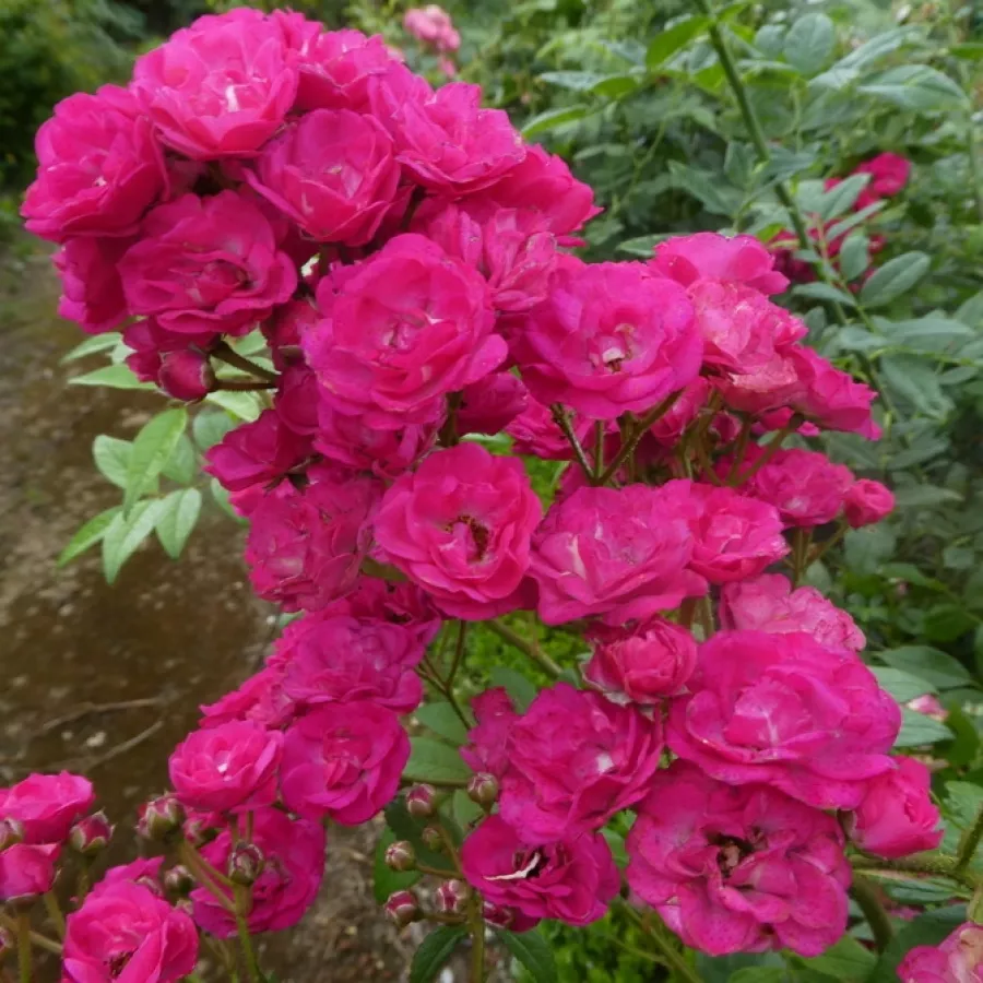 Park - grm vrtnice - Roza - Dinky® - Na spletni nakup vrtnice