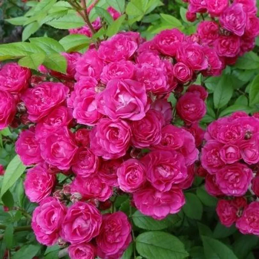 Rosa del profumo discreto - Rosa - Dinky® - Produzione e vendita on line di rose da giardino