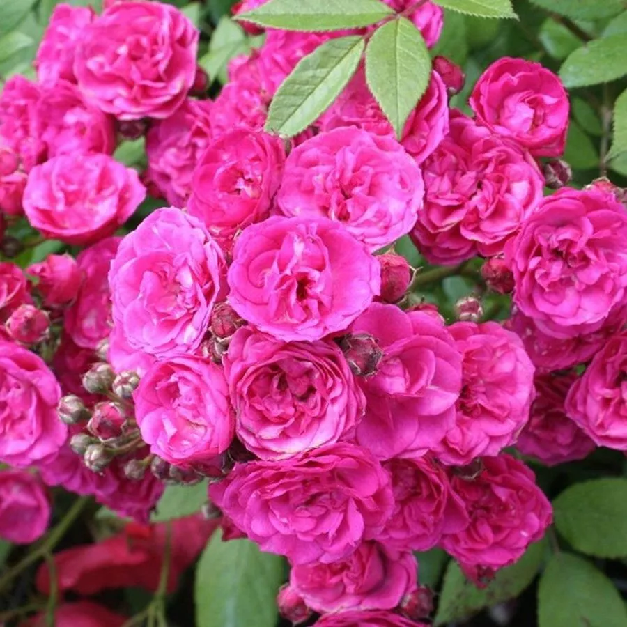 Hybrid Musk - Rosa - Dinky® - Comprar rosales online