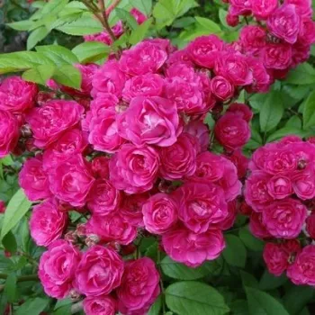 Rosa Dinky® - ružová - Stromková ruža s drobnými kvetmistromková ruža s kríkovitou tvarou koruny
