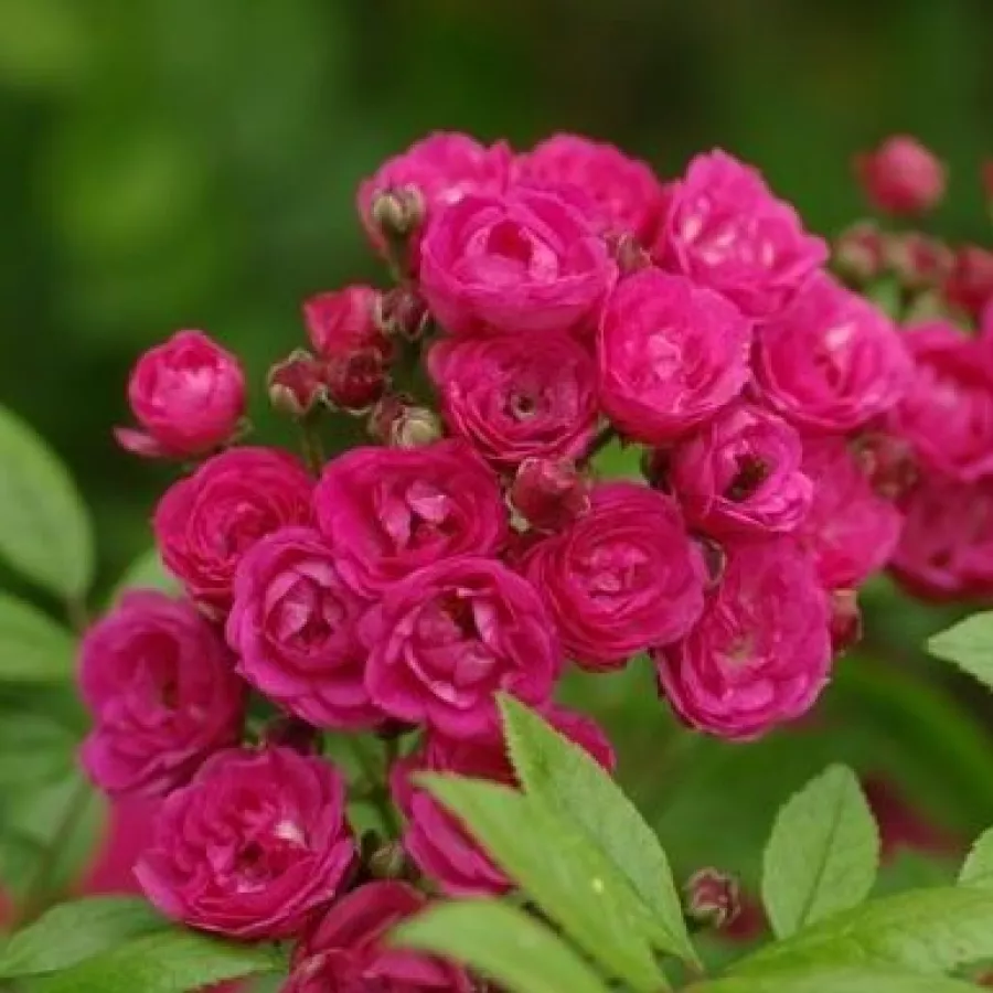 Trandafir cu parfum discret - Trandafiri - Dinky® - comanda trandafiri online