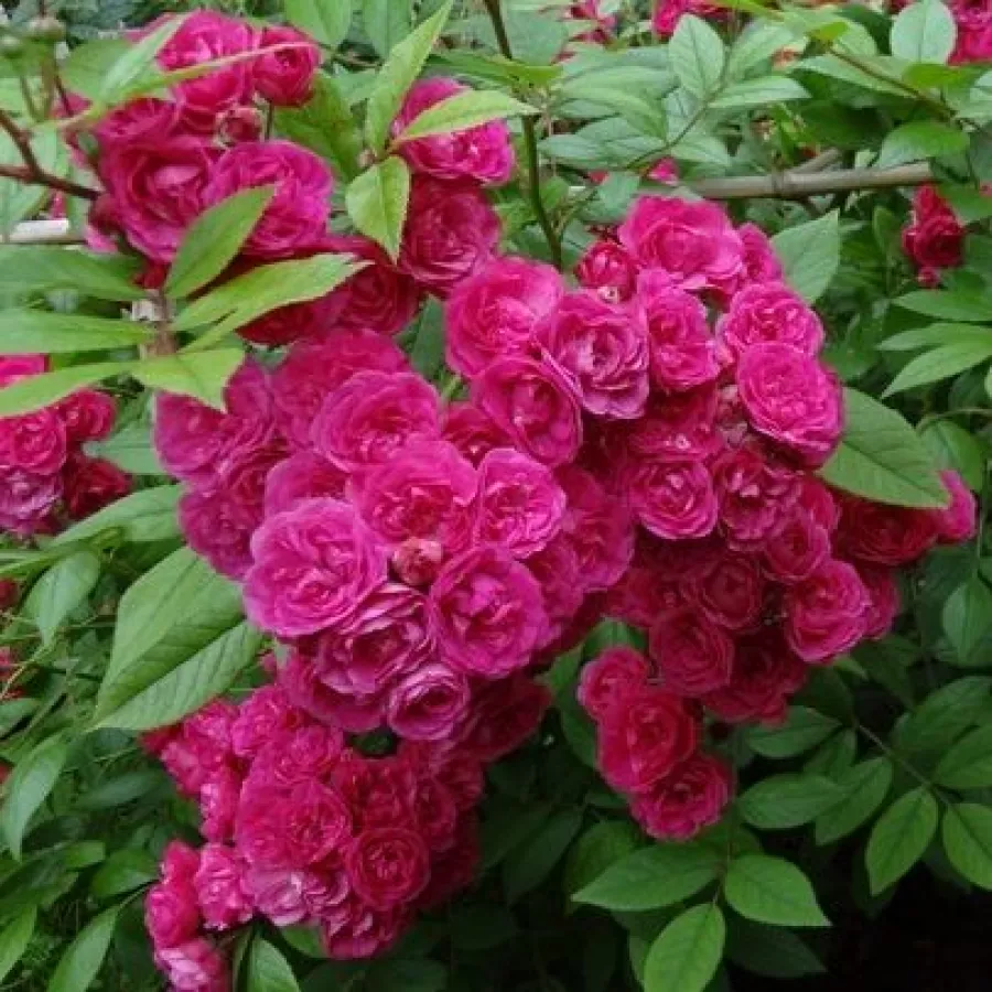 Park und strauchrosen - Rosen - Dinky® - rosen online kaufen