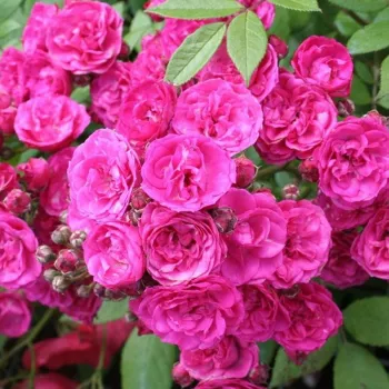 Online rózsa rendelés - Rózsaszín - parkrózsa - diszkrét illatú rózsa - Rosa Dinky® - Ann Velle Boudolf - Különleges, élénk színű virágai, nagy csoportokban, folyamatosan díszítenek.