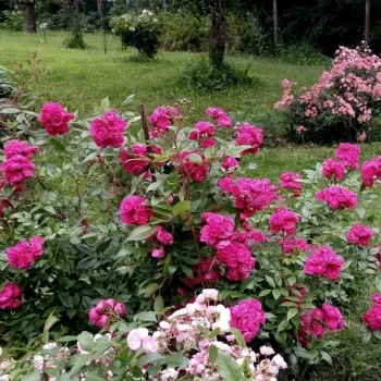 Rosa oscuro con tonos magenta - rosales arbustivos - rosa de fragancia discreta - limón