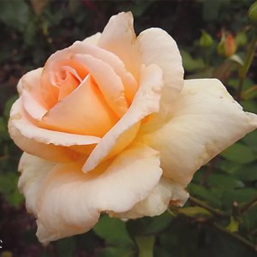 Amarillo - Rosa - Diorama - Comprar rosales online