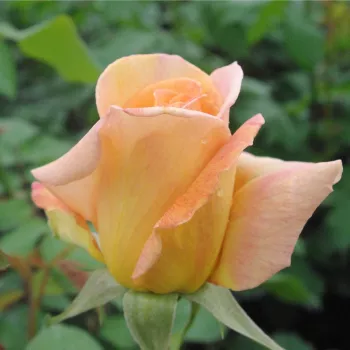 Rosa Diorama - rumena - Vrtnica čajevka