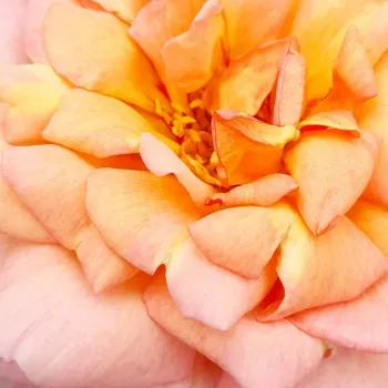 Rosen Shop - teehybriden-edelrosen - gelb - Rosa Diorama - mittel-stark duftend - De Ruiter Innovations BV. - Früh blühend, angenehm duftende , pastellfarbene Blüten.