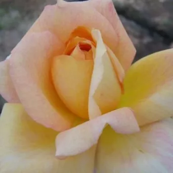 Ciemnożółty  - róża pienna - Róże pienne - z kwiatami hybrydowo herbacianymi